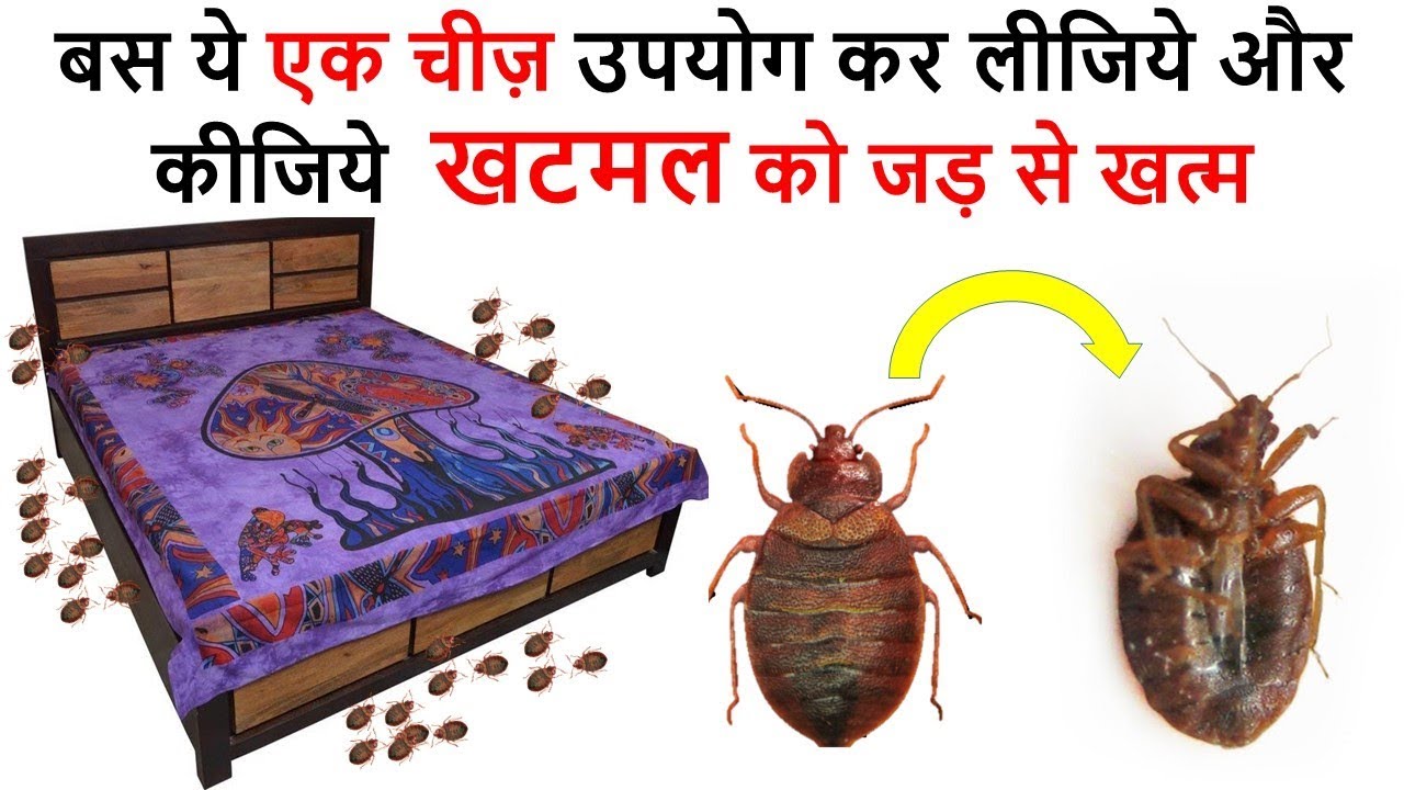 home-remedies-for-bed-bugs-real-guide