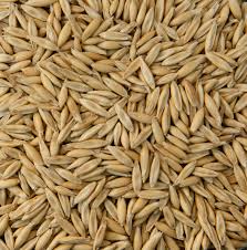 oats in hindi