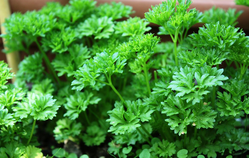 Benefits and Side Effects of Parsley in Hindi