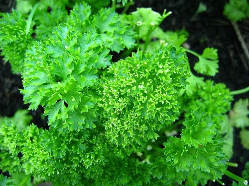 Parsley meaning in hindi