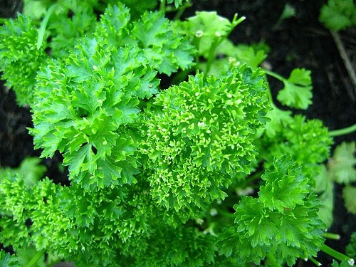 parsley-benefits-and-side-effects