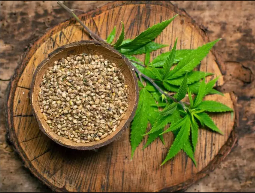 Benefits and Side effects of Hemp Seeds in Hindi