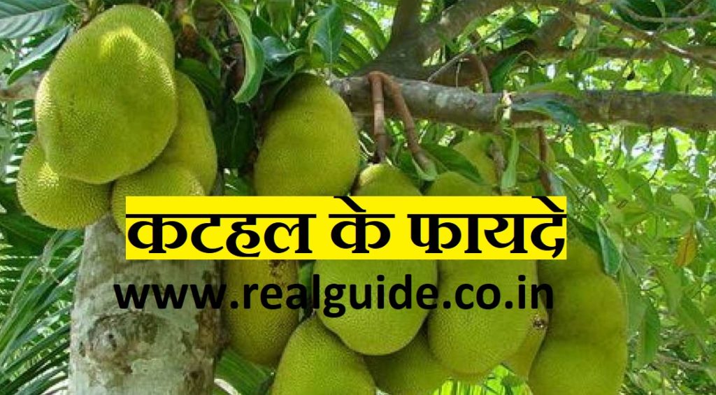 jackfruit-benefits-in-hindi-real-guide