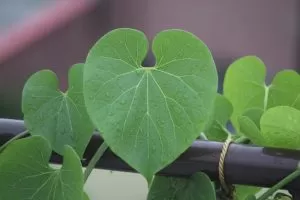 Giloy ke fayde in hindi गिलोय जूस के फायदे और नुकसान इन हिंदी | Giloy juice benefits and Side Effects in hindi 5 Read more about the article Giloy ke fayde in hindi गिलोय जूस के फायदे और नुकसान इन हिंदी | Giloy juice benefits and Side Effects in hindi